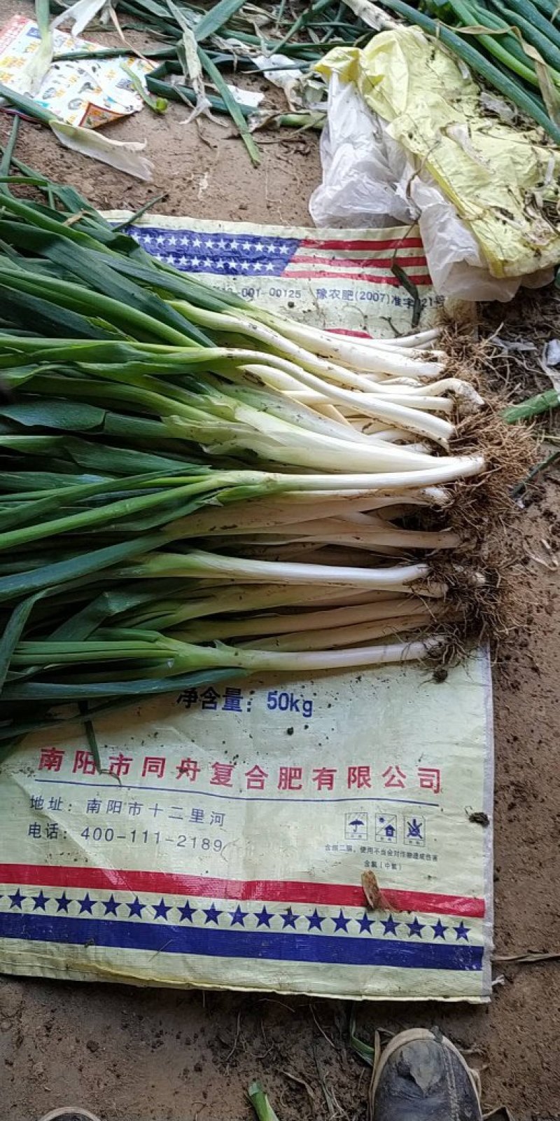 驻马店长白大葱，粗细均匀，一手货源，欢迎新老朋友前来选购