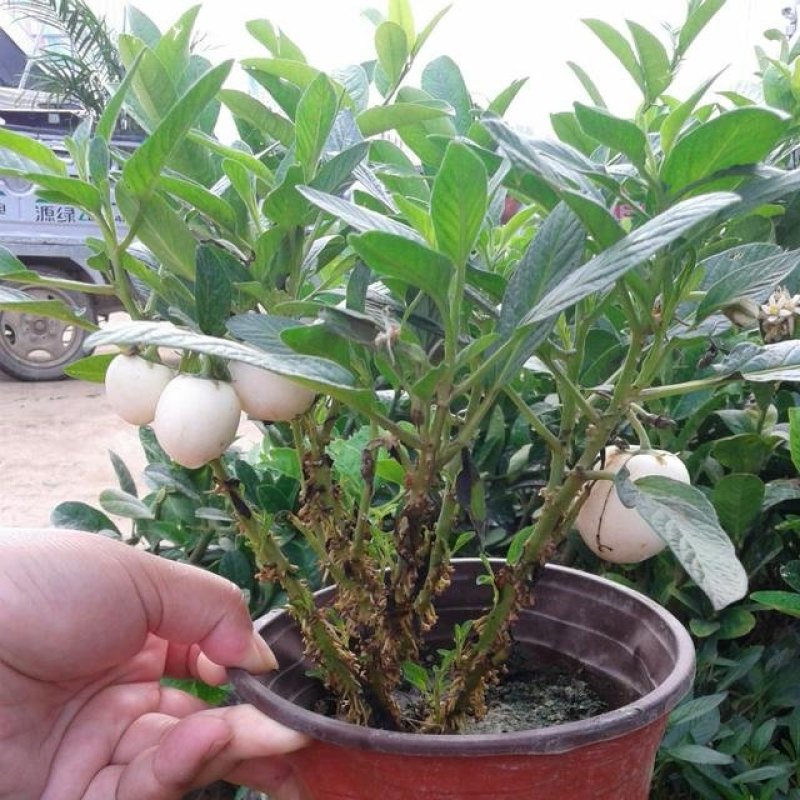 盆景盆花，直接可以下单包邮