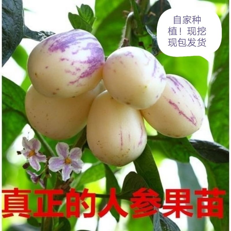盆景盆花，直接可以下单包邮