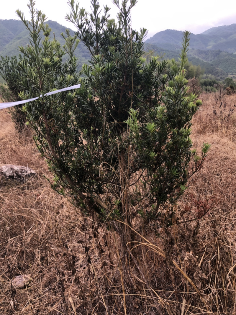 小叶罗汉松5-8，五六十高最多，做盆景苗价格便宜