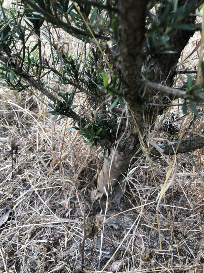 小叶罗汉松5-8，五六十高最多，做盆景苗价格便宜