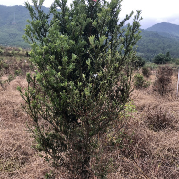 小叶罗汉松5-8，五六十高最多，做盆景苗价格便宜