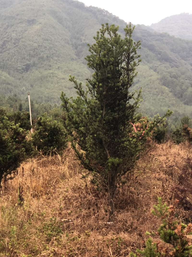 小叶罗汉松5-8，五六十高最多，做盆景苗价格便宜