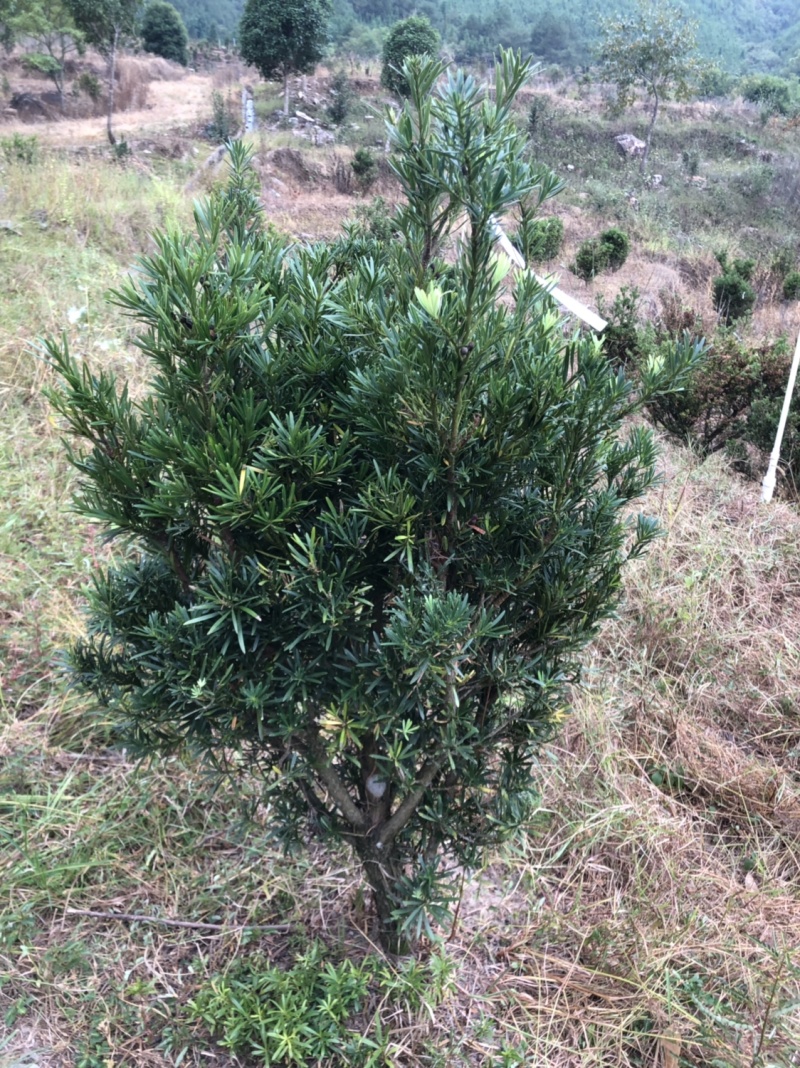 小叶罗汉松5-8，五六十高最多，做盆景苗价格便宜