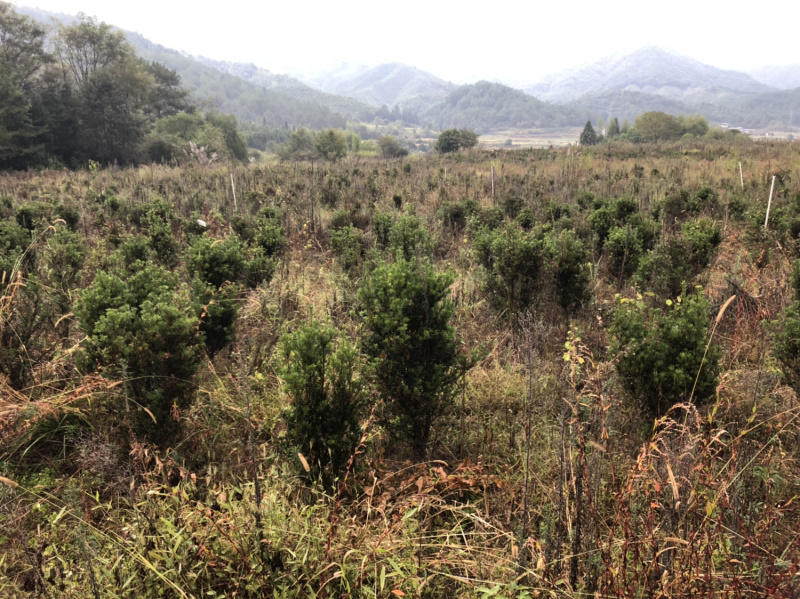 小叶罗汉松5-8，五六十高最多，做盆景苗价格便宜
