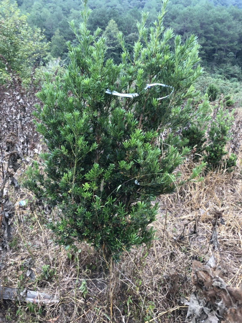 小叶罗汉松5-8，五六十高最多，做盆景苗价格便宜