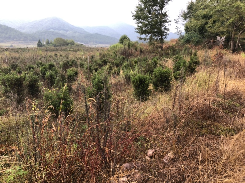 小叶罗汉松5-8，五六十高最多，做盆景苗价格便宜