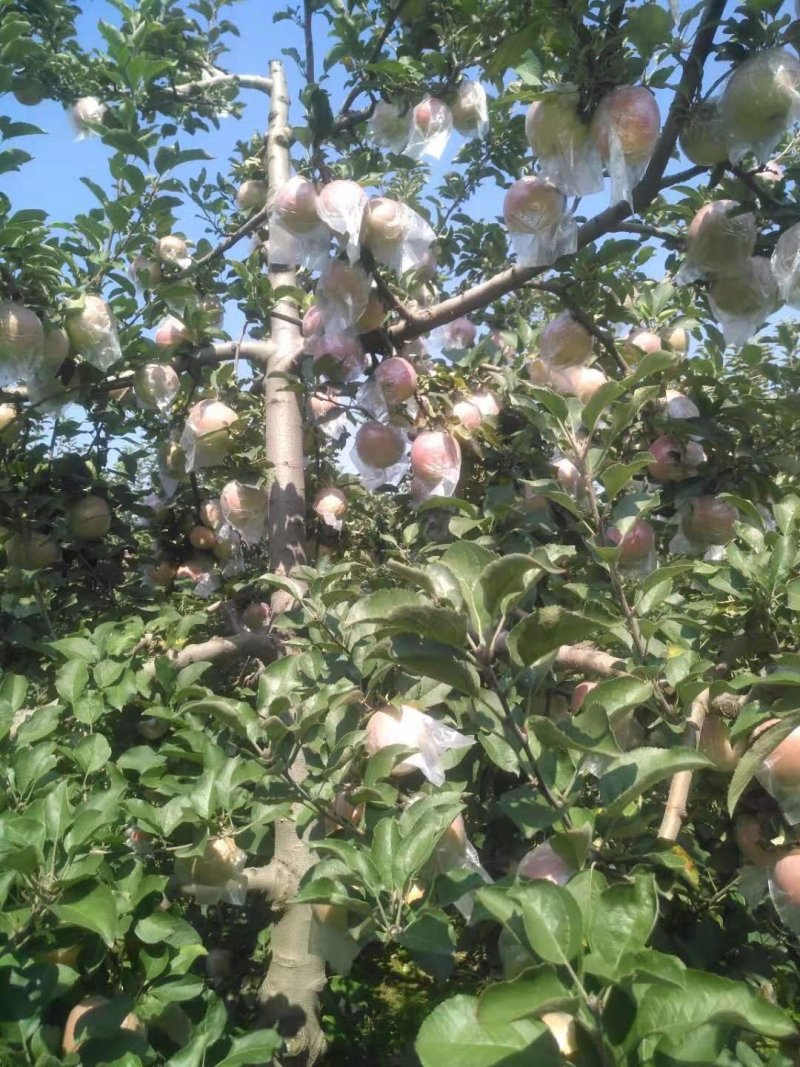 红富士苹果