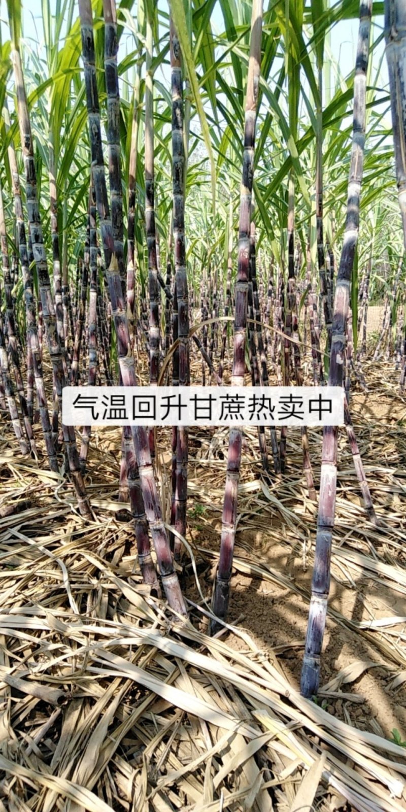 黑甘蔗
