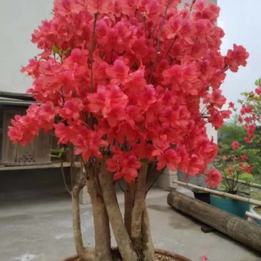 映山红盆景精品盆景批发杆粗壮实带花苞发货