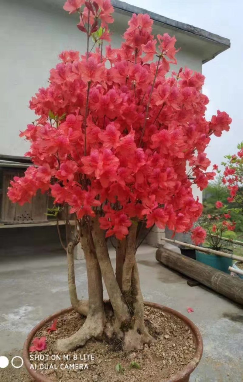 映山红盆景精品盆景批发杆粗壮实带花苞发货