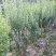 映山红盆景精品盆景批发杆粗壮实带花苞发货