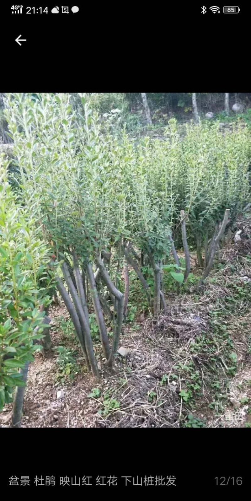 映山红盆景精品盆景批发杆粗壮实带花苞发货