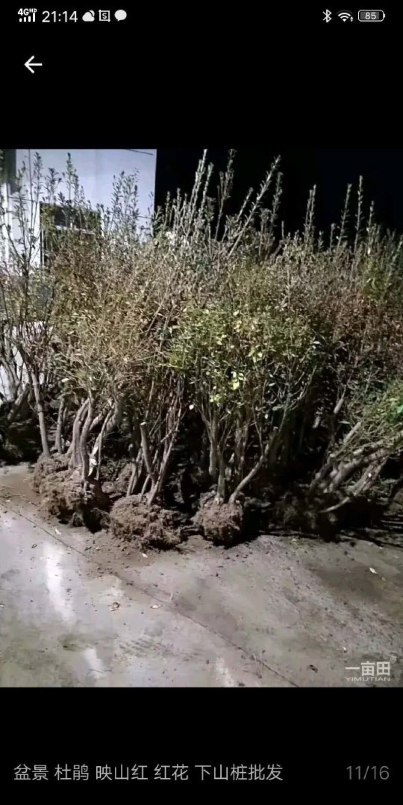 映山红盆景精品盆景批发杆粗壮实带花苞发货