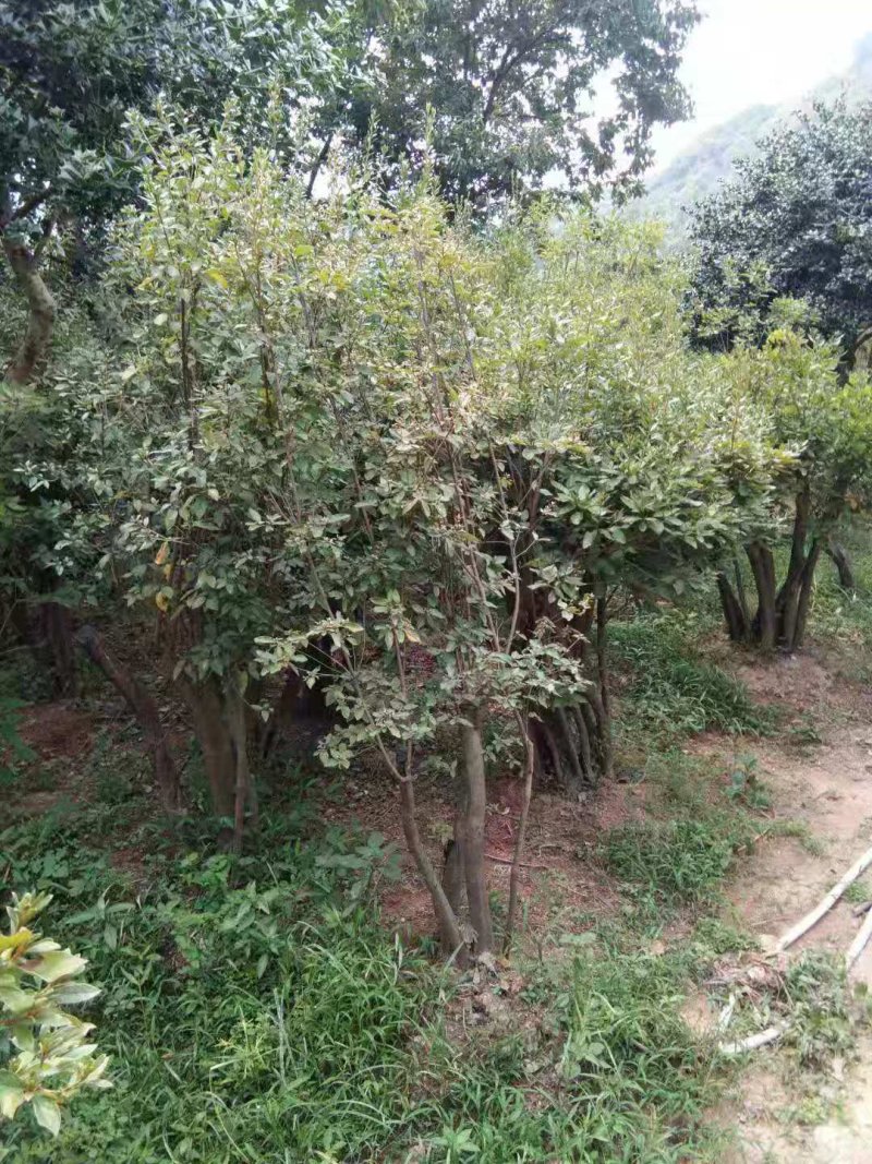 映山红盆景精品盆景批发杆粗壮实带花苞发货