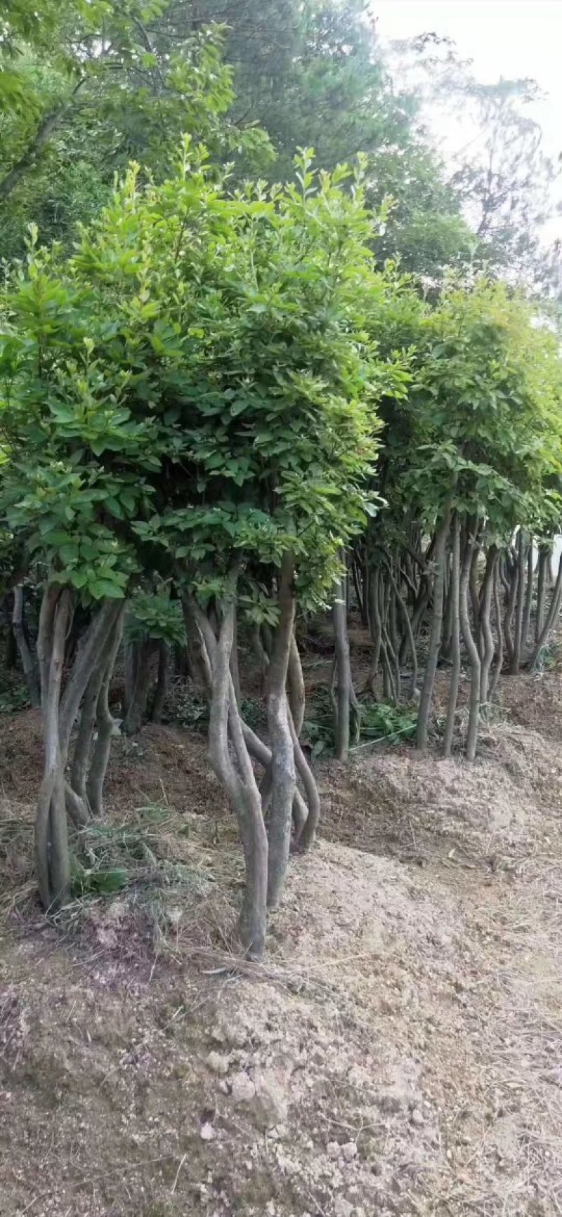 映山红盆景精品盆景批发杆粗壮实带花苞发货