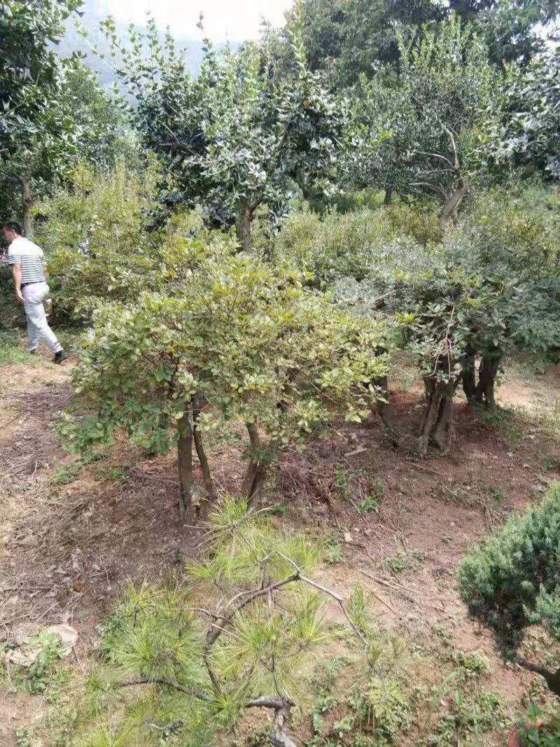 映山红盆景精品盆景批发杆粗壮实带花苞发货