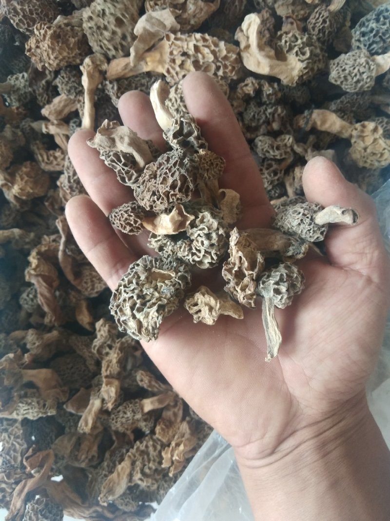 羊肚菌，食用菌干品羊肚菌