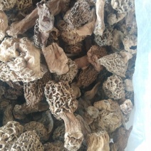 羊肚菌，食用菌干品羊肚菌