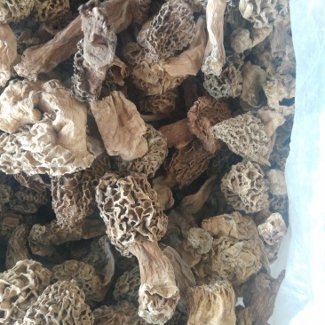 羊肚菌，食用菌干品羊肚菌