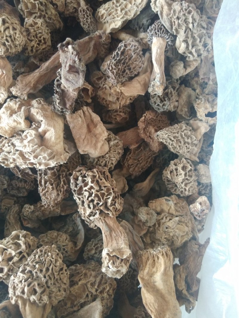 羊肚菌，食用菌干品羊肚菌