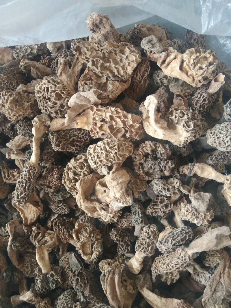 羊肚菌，食用菌干品羊肚菌