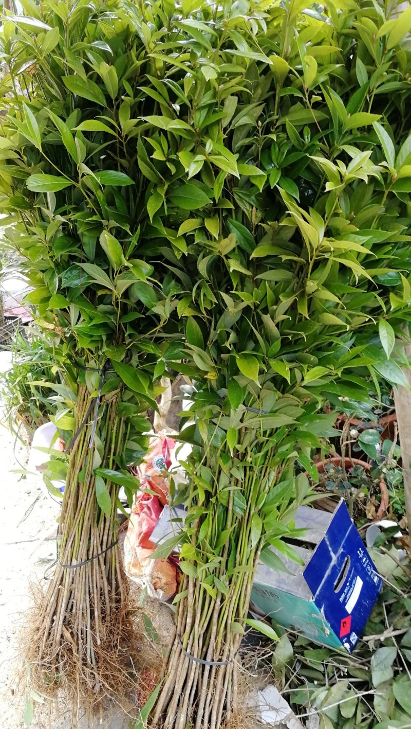 供应金丝楠木小苗，小叶桢楠苗10-100公分高，量大价优