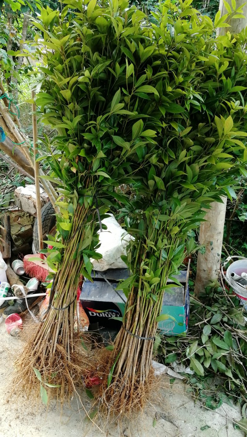 供应金丝楠木小苗，小叶桢楠苗10-100公分高，量大价优