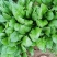 秋菠菜10-15厘米预售