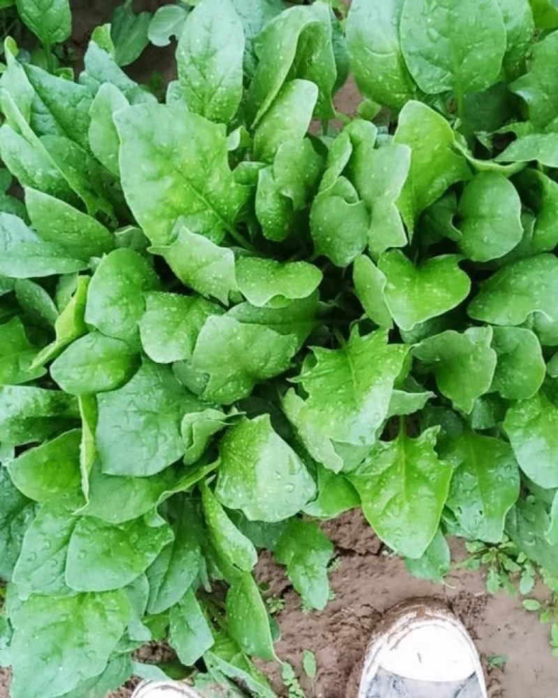 秋菠菜10-15厘米预售