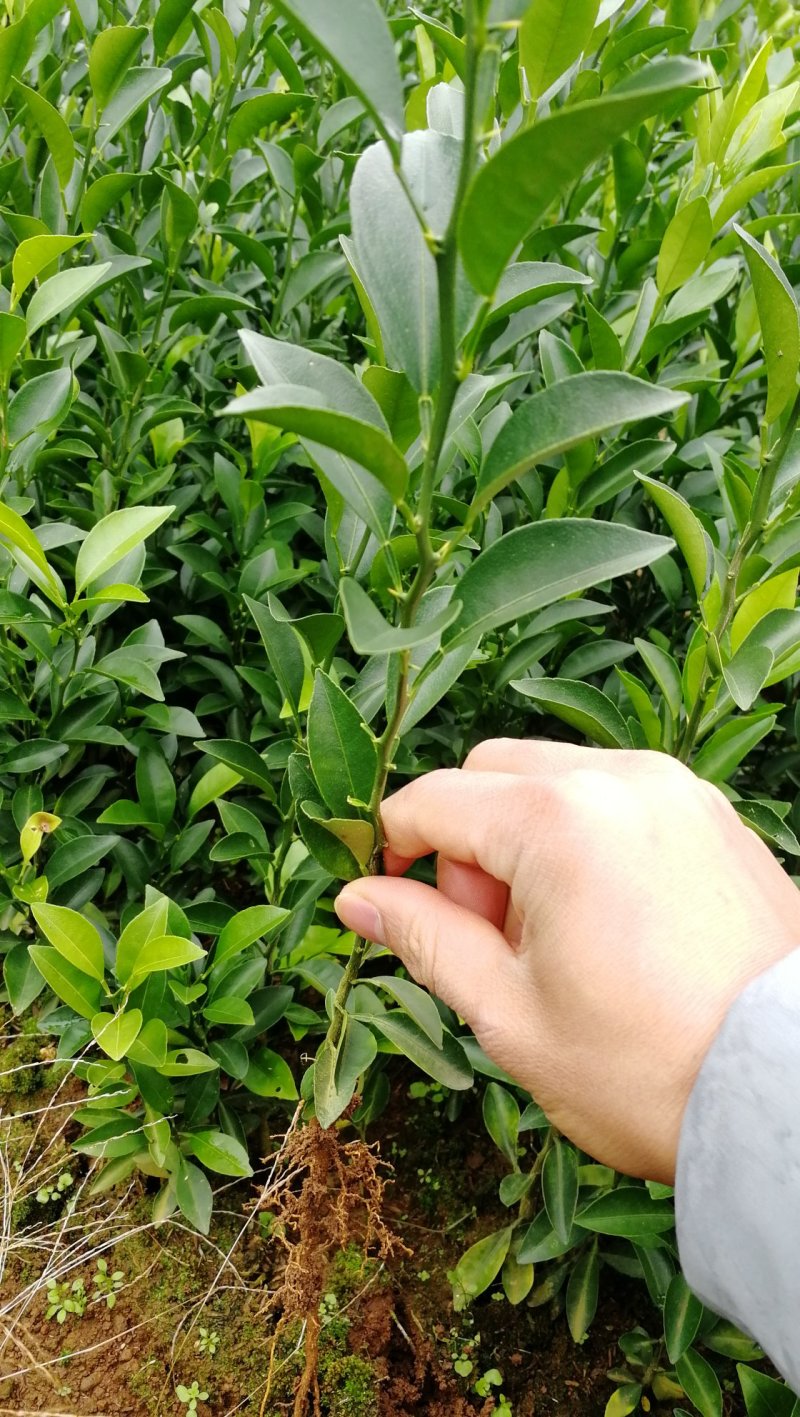 批发红桔苗红橘苗实生红桔砧木苗嫁接多种柑橘类果苗包邮