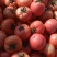 聊城莘县硬粉西红柿