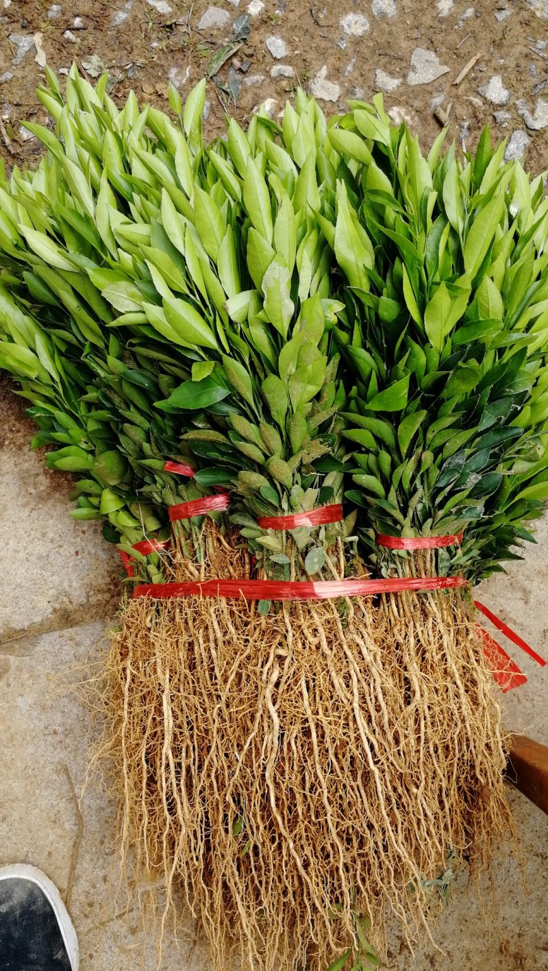 批发酸桔苗，酸橘实生苗酸柑苗砧木，叶青无病害，一年苗包邮