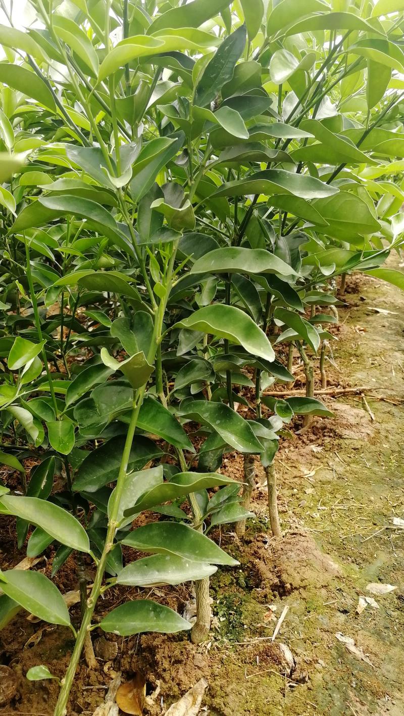 供应广西沃柑苗，一年苗，高度40-80厘米