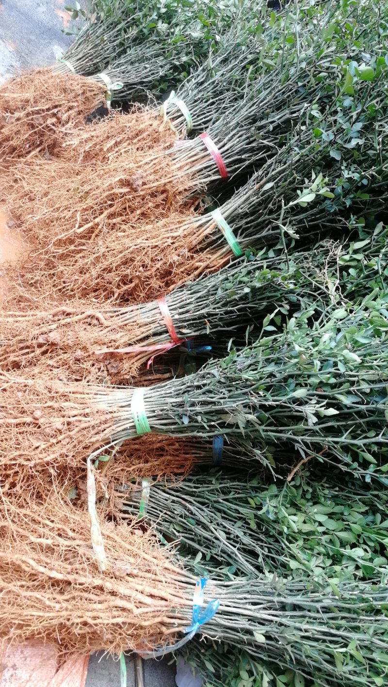 供应广西积壳苗积壳砧木枸橘树苗积壳小苗带刺绿篱围栏树苗