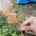 供应广西积壳苗积壳砧木枸橘树苗积壳小苗带刺绿篱围栏树苗