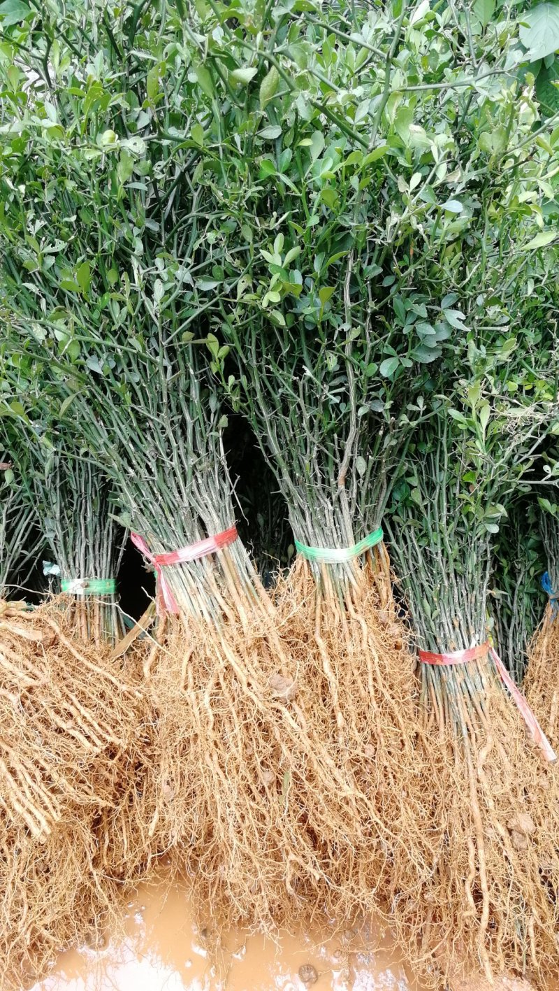 供应广西积壳苗积壳砧木枸橘树苗积壳小苗带刺绿篱围栏树苗