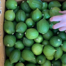 果场直销广东无籽奶茶店专供香水柠檬
