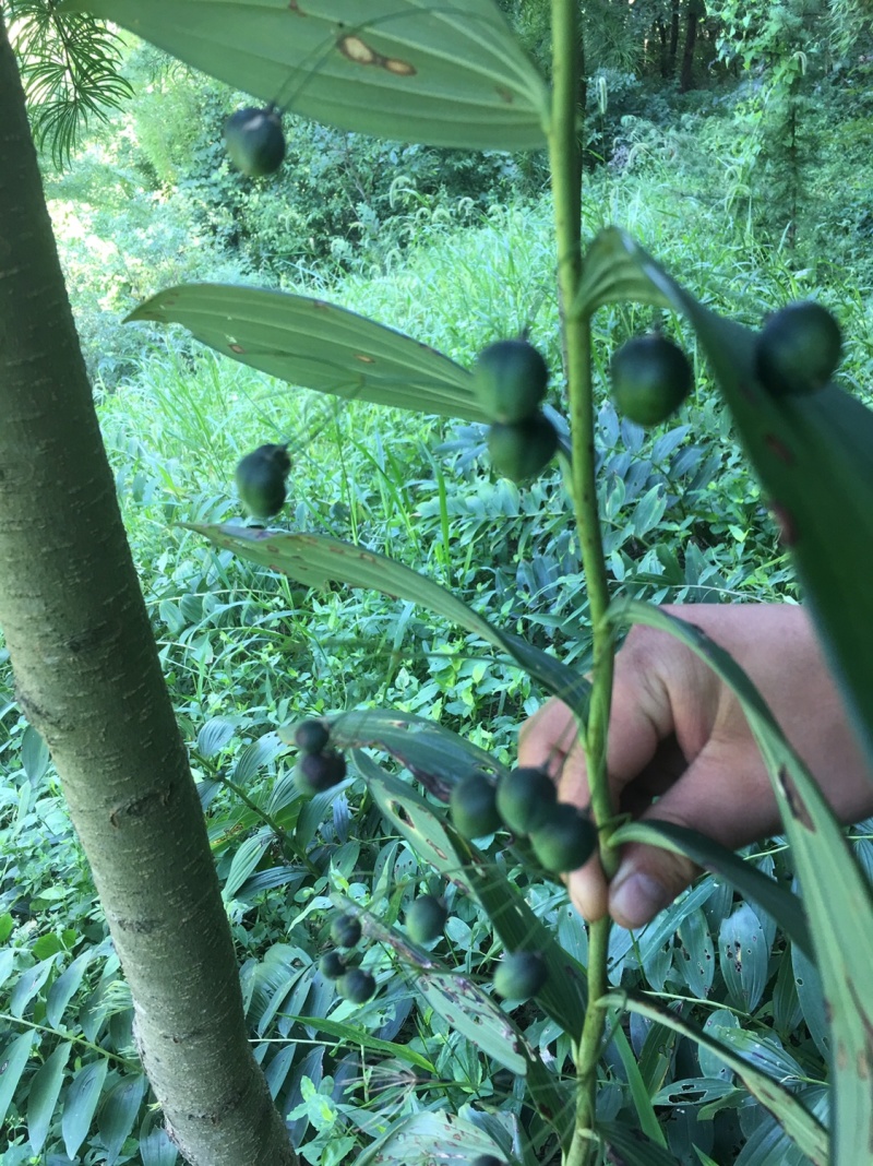 黄精块茎芽头（大别山野生多花姜型甜黄精）
