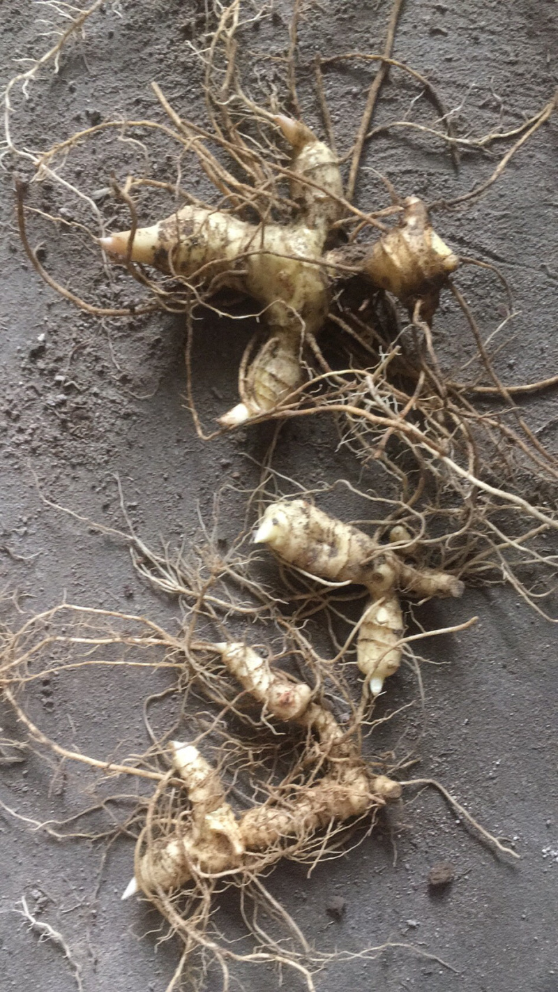 黄精块茎芽头（大别山野生多花姜型甜黄精）