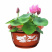 花盆无孔荷花盆塑料花盆加厚花盆