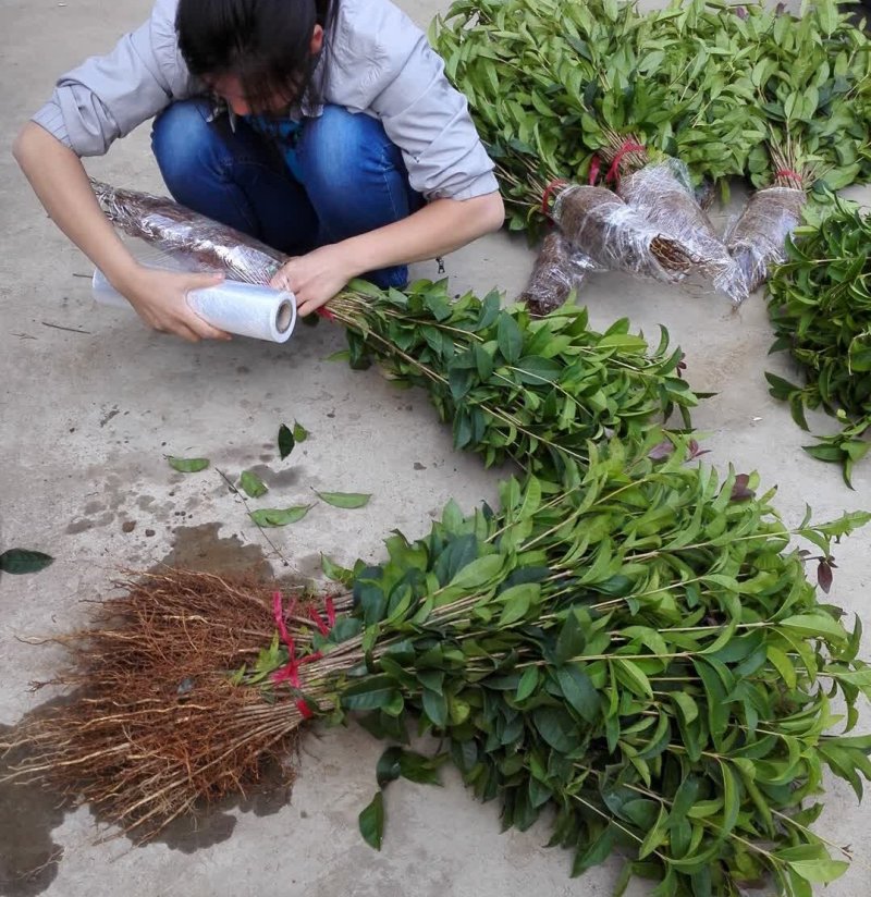 供应桂花苗一至三年生的桂花小苗八月桂树苗金桂苗占地绿化树
