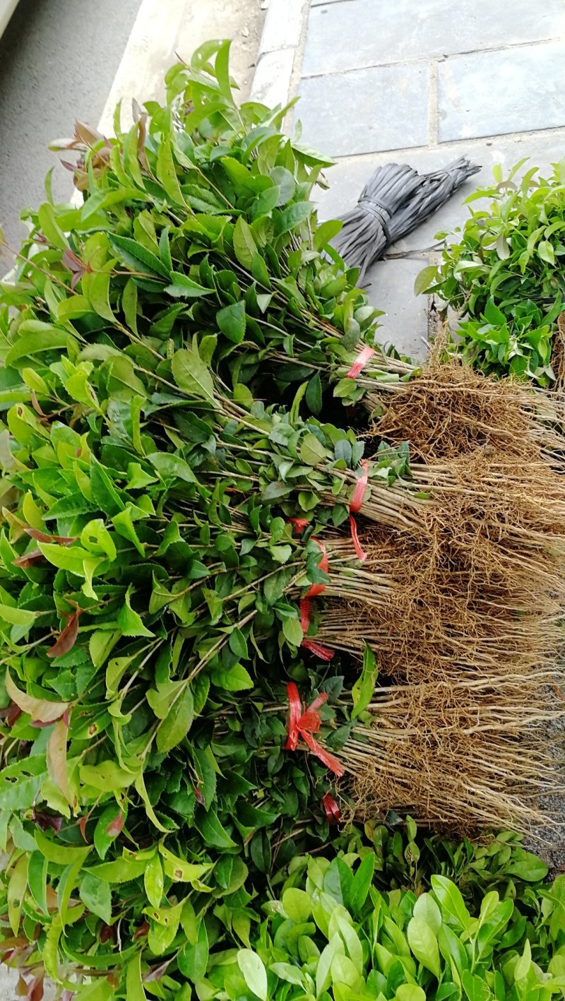 供应桂花苗一至三年生的桂花小苗八月桂树苗金桂苗占地绿化树