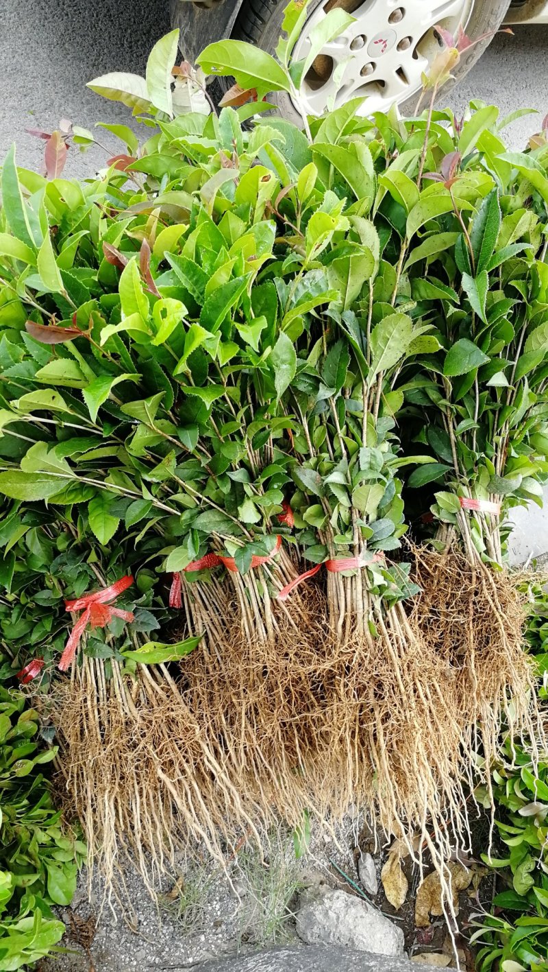 供应桂花苗一至三年生的桂花小苗八月桂树苗金桂苗占地绿化树