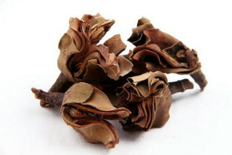厚朴花千余品种供应承接订单