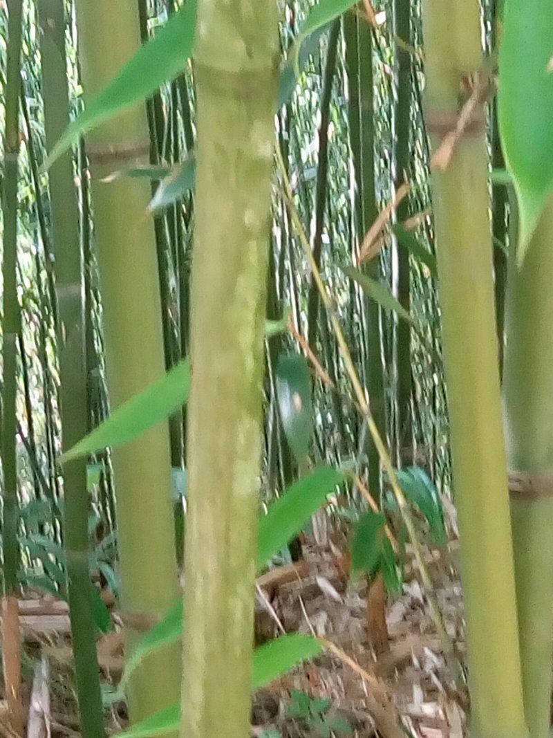 菜架竹子(欢迎来电）大棚竹竿，扶树竹竿，华蓥山直接发货