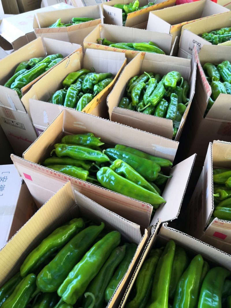 万亩精品鲜辣椒301辣椒芜湖椒现摘现采全国超市市场直供