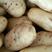 山东滕州秋季荷兰十五脱毒，二级黄皮黄心的一级土豆种子