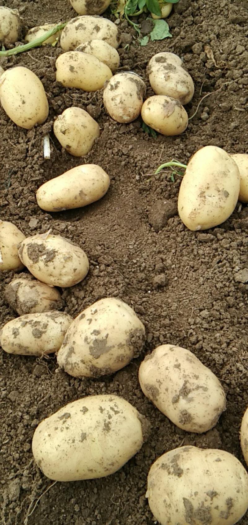 山东滕州秋季荷兰十五脱毒，二级黄皮黄心的一级土豆种子