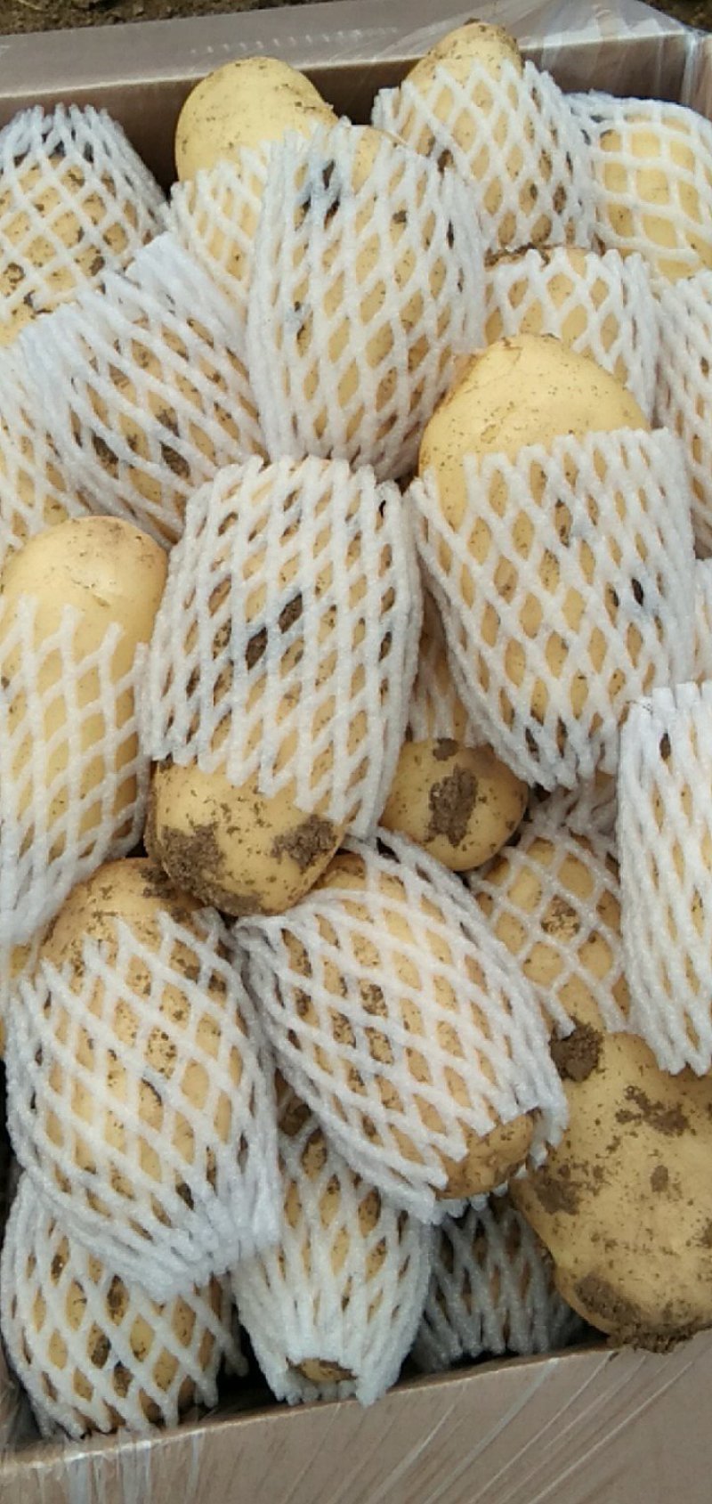 山东滕州秋季荷兰十五脱毒，二级黄皮黄心的一级土豆种子
